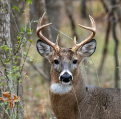 Whitetail buck at S & S Heritage Farm Outdoors