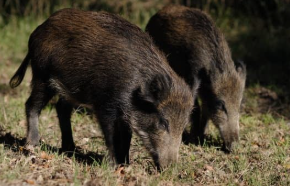 Wild hogs at S & S Heritage Farm Outdoors